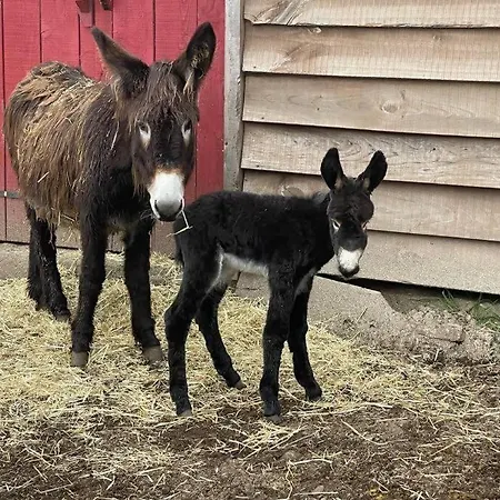 Роскошный шатер Mountain Eco Shelter 8 Фуншал