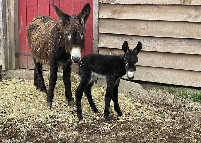 Luxussátor Mountain Eco Shelter 8 Funchal