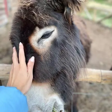 Campo de lujo Mountain Eco Shelter 8 *