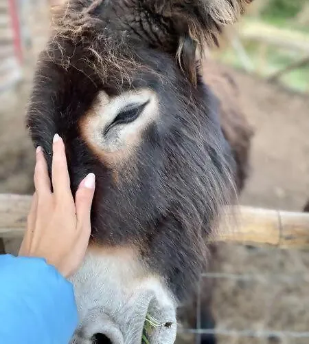 Glamping Mountain Eco Shelter 8 *